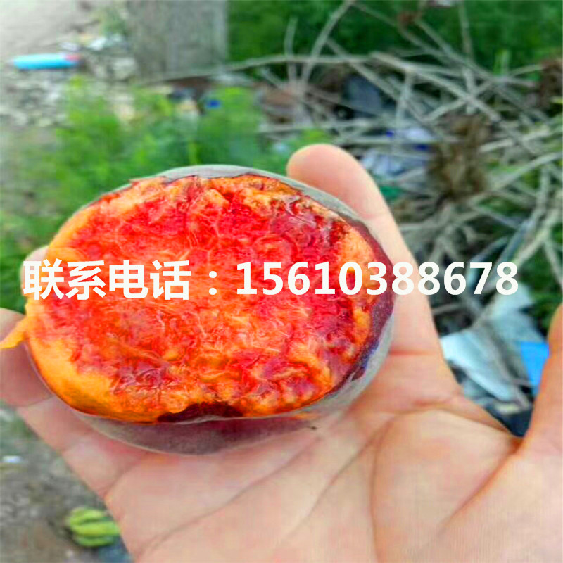 桃樹小苗那種好、桃樹小苗多少錢一棵