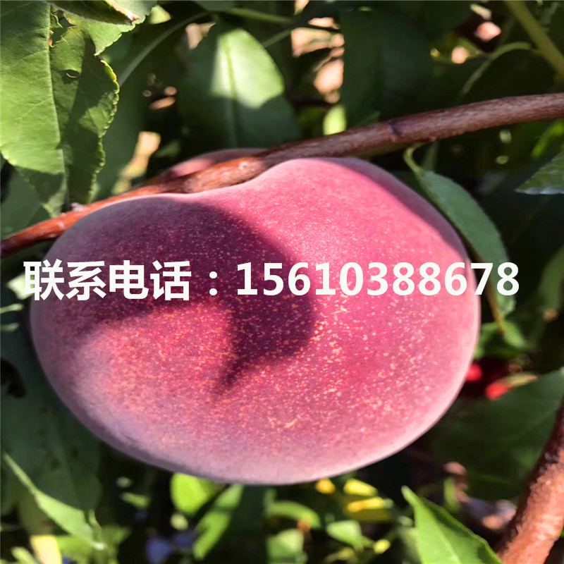 桃樹(shù)小苗種植基地、桃樹(shù)小苗一株多少錢(qián)