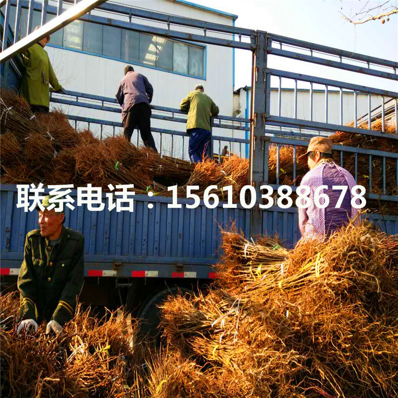 桃樹小苗產(chǎn)地在哪里、桃樹小苗銷售基地