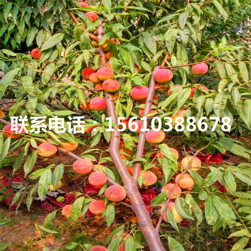 桃樹小苗怎么種、桃樹小苗產(chǎn)量多少