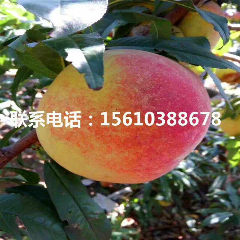 新品种93桃树苗哪里有卖的