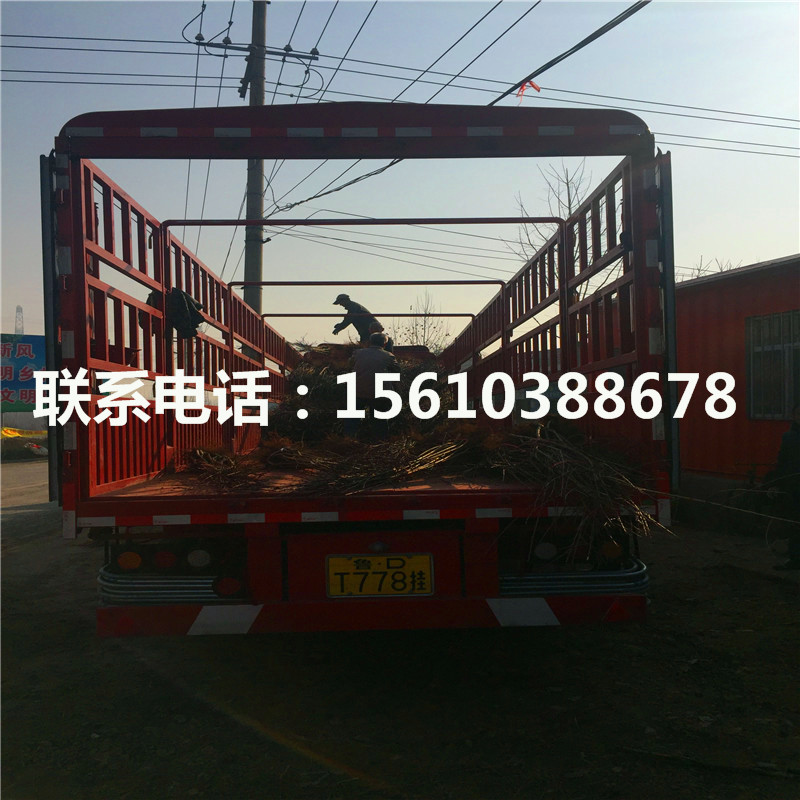 桃樹小苗圖片、桃樹小苗銷售基地