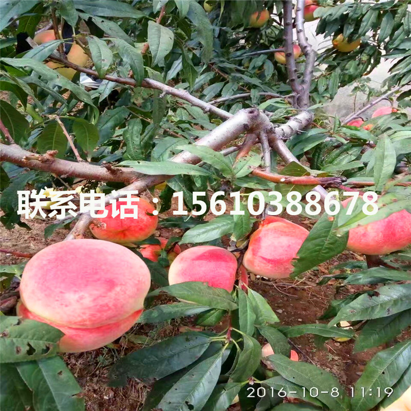 桃樹小苗每日報價、桃樹小苗出售價錢