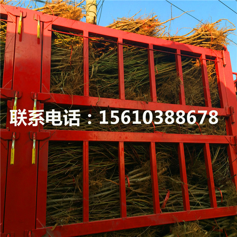 桃樹小苗一畝地產(chǎn)多少斤、桃樹小苗多少錢