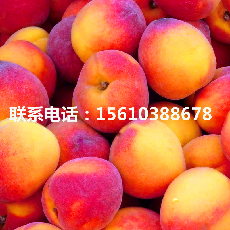桃樹小苗一畝地產(chǎn)多少斤、桃樹小苗栽培技術(shù)