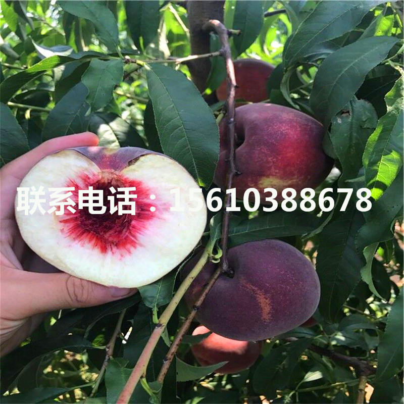 桃樹小苗批發(fā)多少錢、桃樹小苗價格及報價
