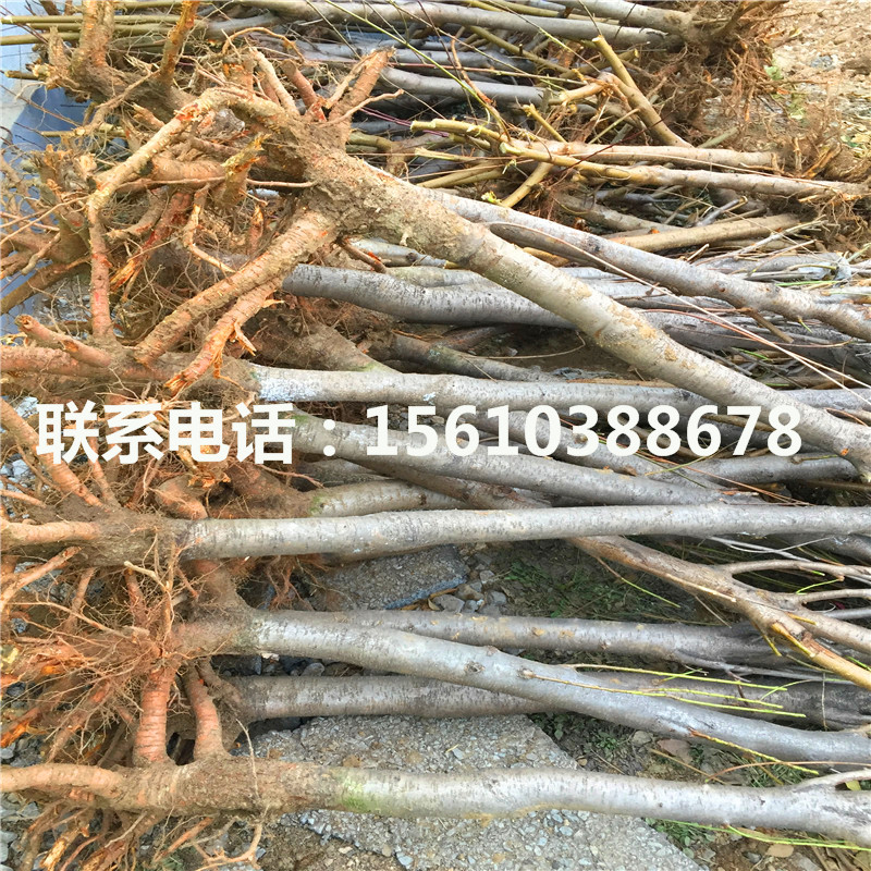桃樹小苗出售、桃樹小苗出售基地