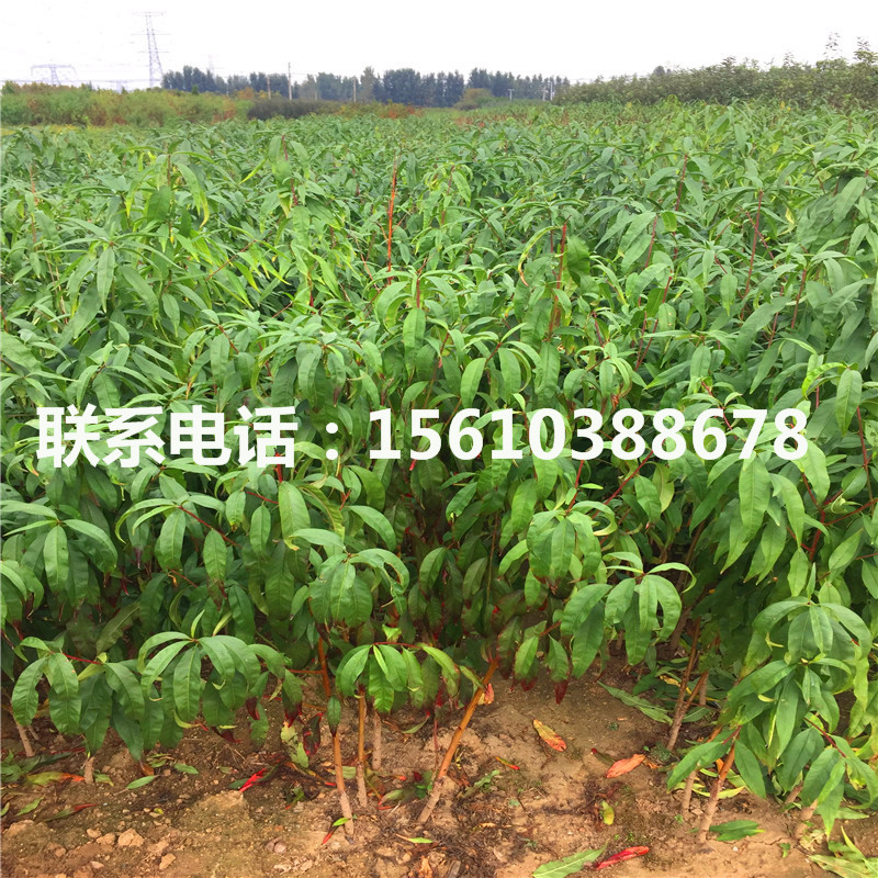 新品种93桃树苗哪里有卖的