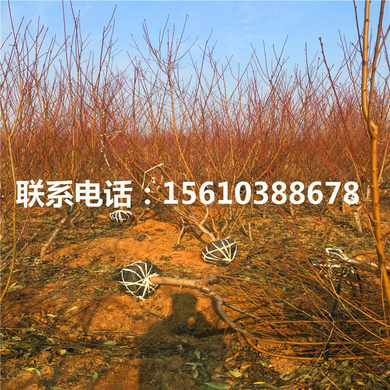 桃樹小苗新品種、桃樹小苗多少錢