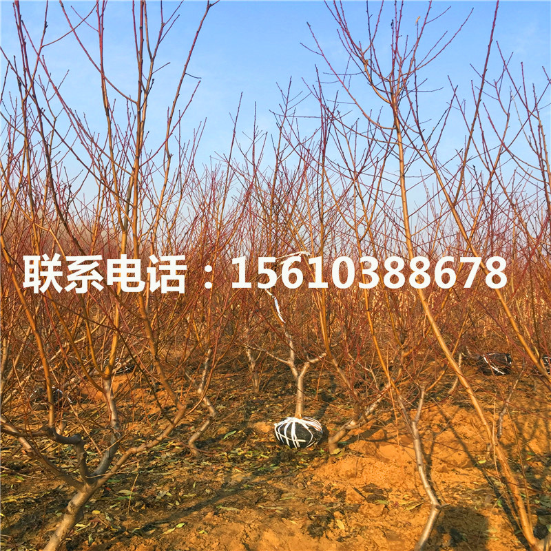 桃樹小苗那家好、桃樹小苗價格多少