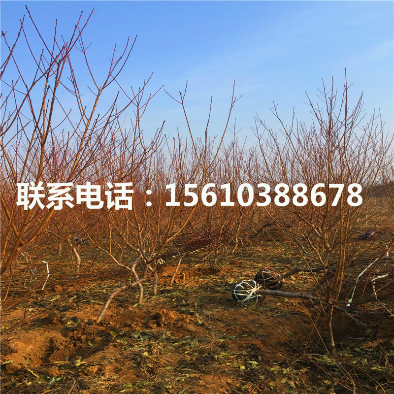 桃樹小苗一棵多少錢、桃樹小苗批發(fā)多少錢