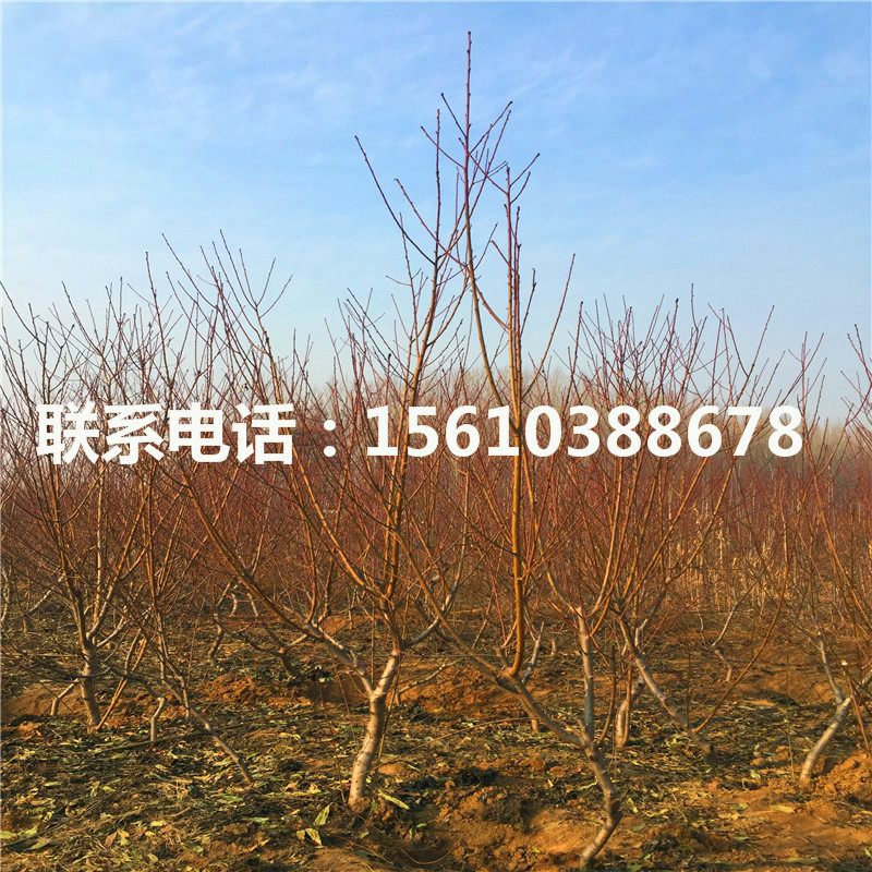 桃樹小苗批發(fā)多少錢、桃樹小苗價格及報價