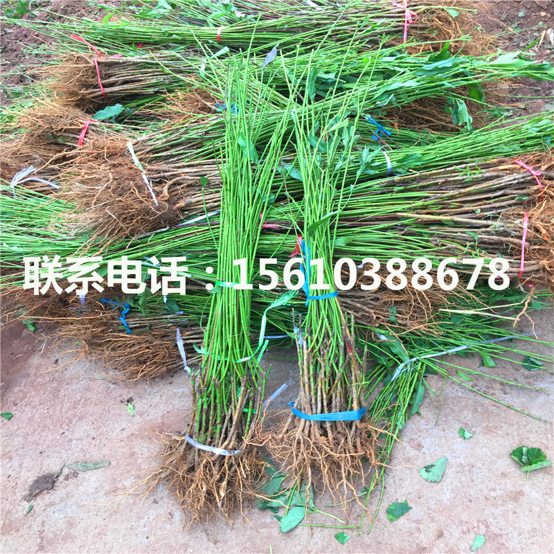 桃樹小苗一棵多少錢、桃樹小苗哪里出售