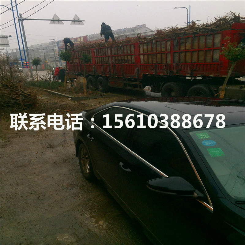 桃樹小苗多少錢一棵、桃樹小苗出售價(jià)錢