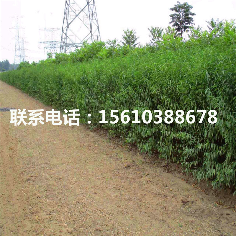 桃樹(shù)小苗幾年結(jié)果、桃樹(shù)小苗種植技術(shù)