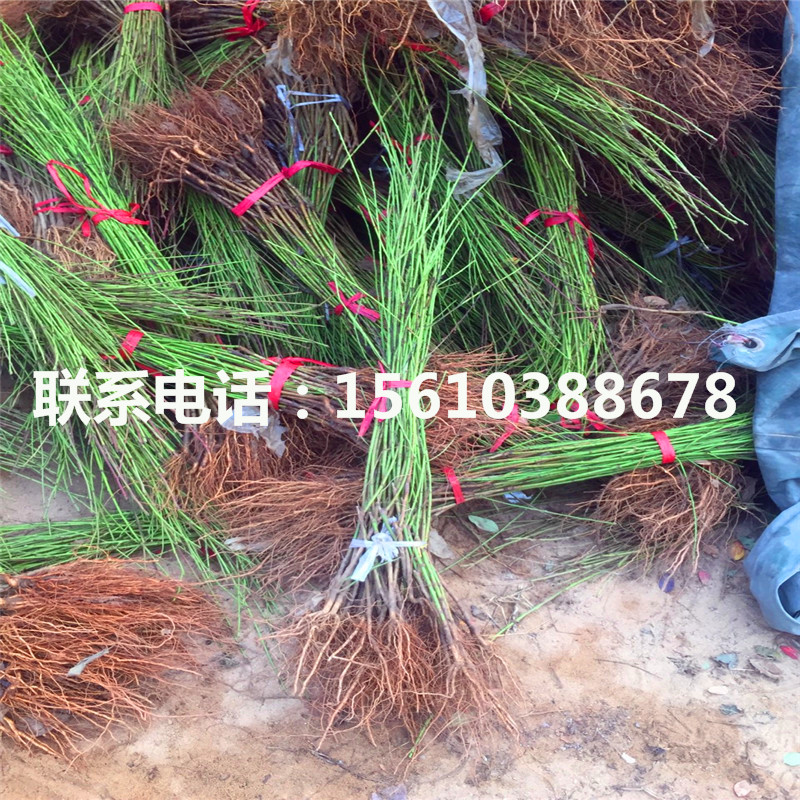 桃樹小苗一畝地產(chǎn)多少斤、桃樹小苗多少錢