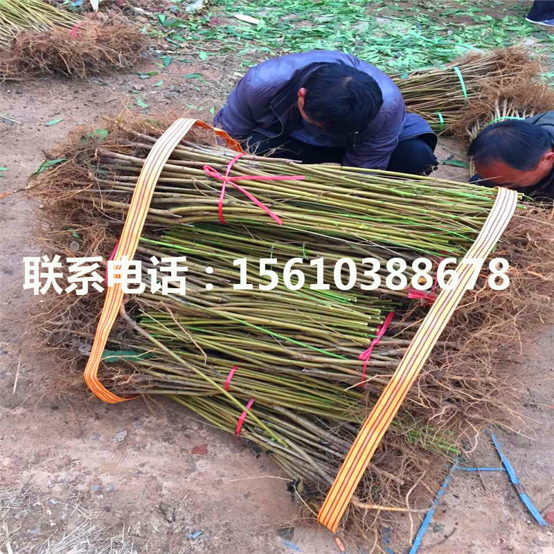 桃樹小苗一畝地產(chǎn)多少斤、桃樹小苗多少錢
