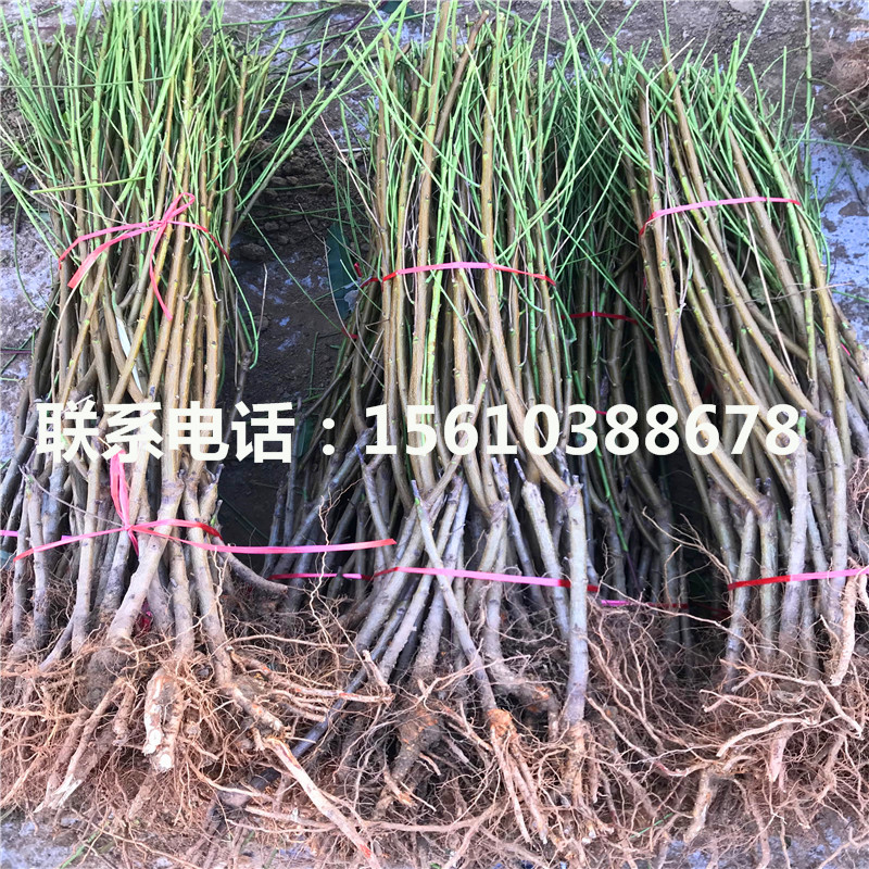 桃樹(shù)小苗圖片、桃樹(shù)小苗哪里價(jià)格便宜