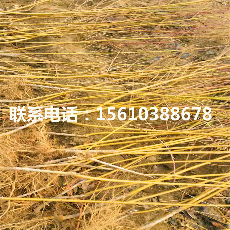 桃樹(shù)小苗圖片、桃樹(shù)小苗圖片