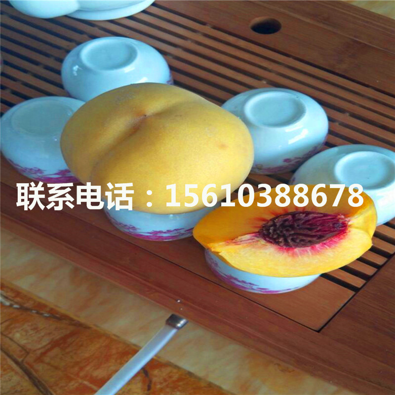 桃樹小苗產(chǎn)地在哪里、桃樹小苗哪里出售