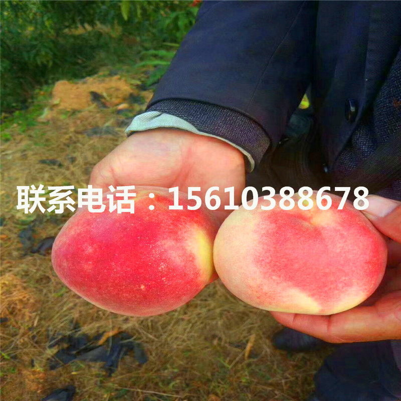 桃樹小苗批發(fā)價位、桃樹小苗哪里價格便宜