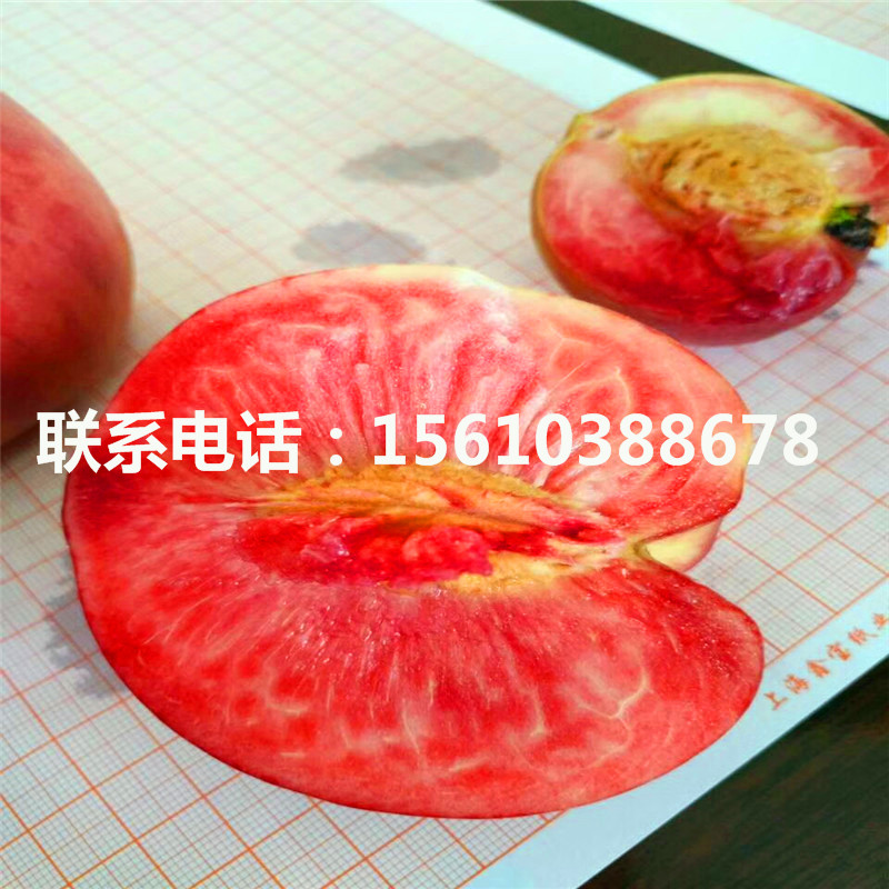 桃樹小苗出售基地、桃樹小苗哪里有賣的
