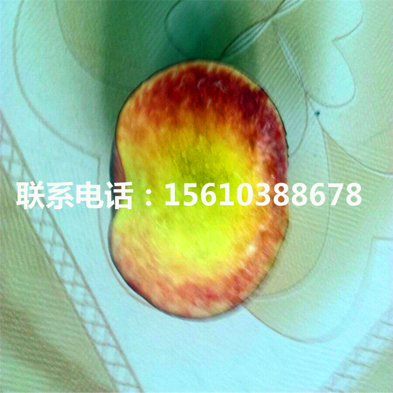 桃樹小苗產(chǎn)地在哪里、桃樹小苗哪里出售