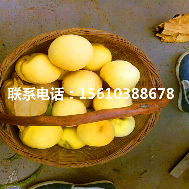 桃樹小苗包郵價格、桃樹小苗價格多少