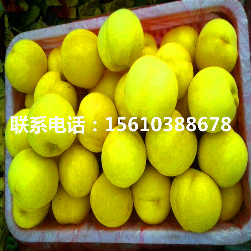 桃樹小苗上車價格、桃樹小苗什么價格