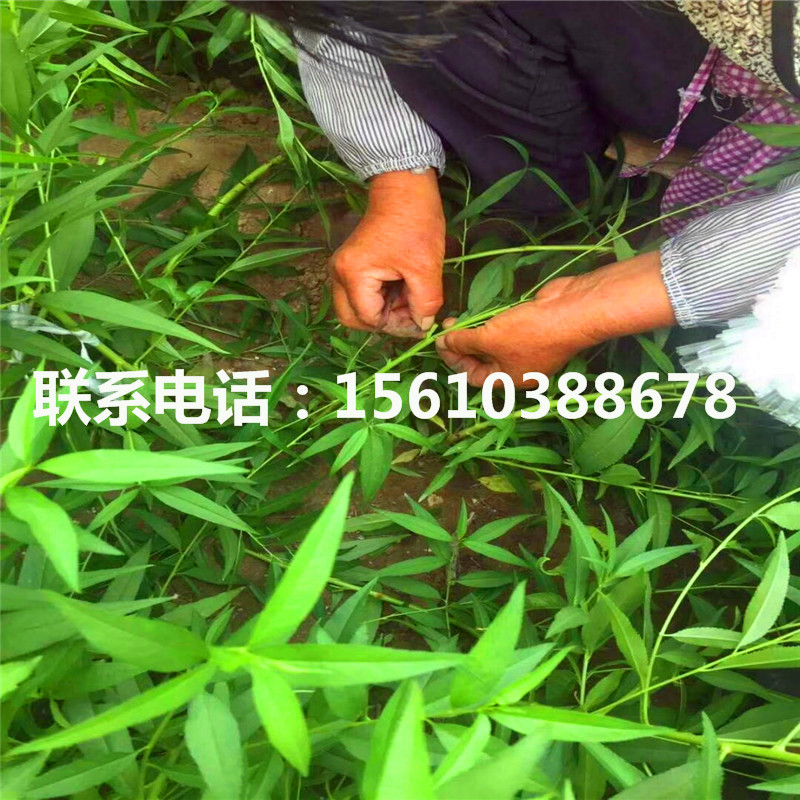 桃樹小苗包郵價格、桃樹小苗價格多少