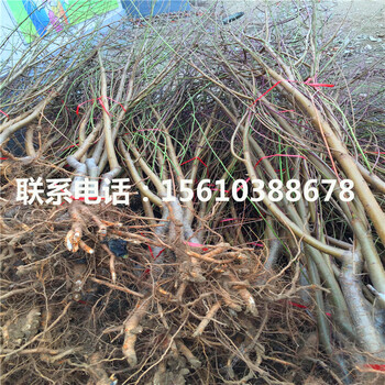 山東桃樹小苗多少錢一棵