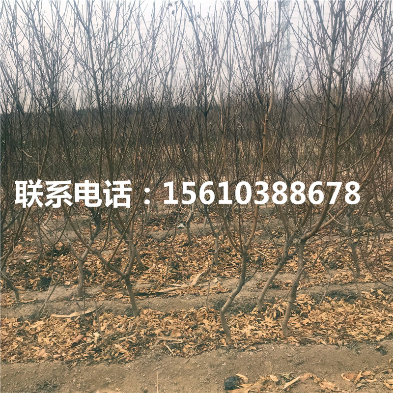 桃樹小苗產(chǎn)地在哪里、桃樹小苗哪里批發(fā)