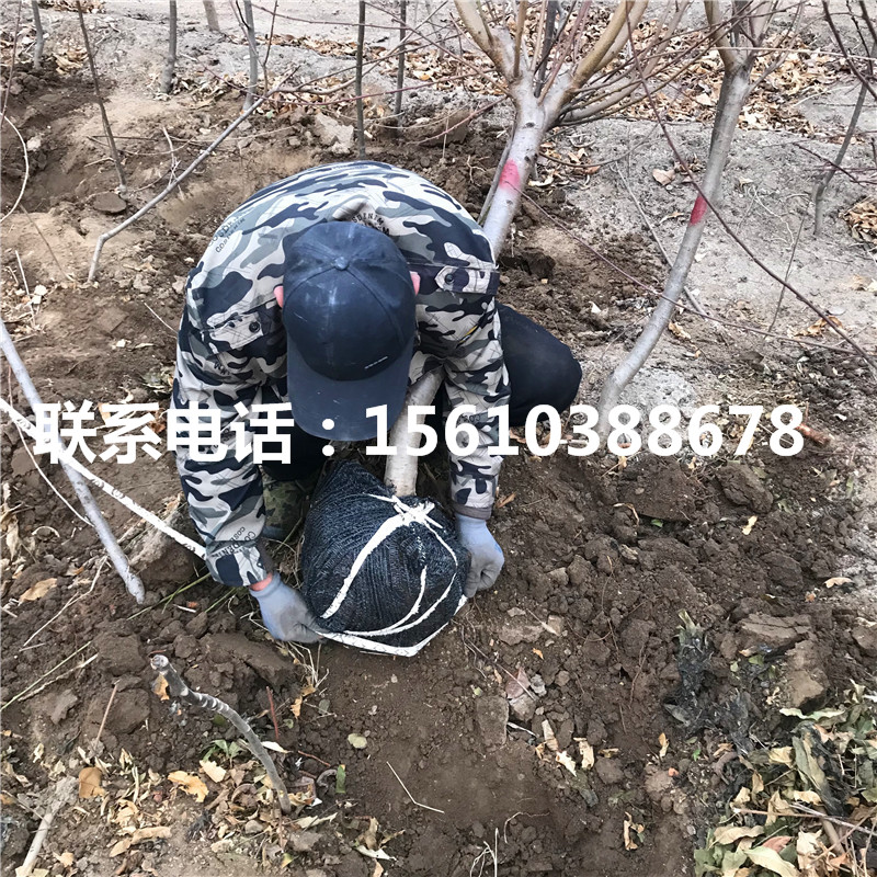 桃樹小苗多少錢一棵、桃樹小苗批發(fā)多少錢