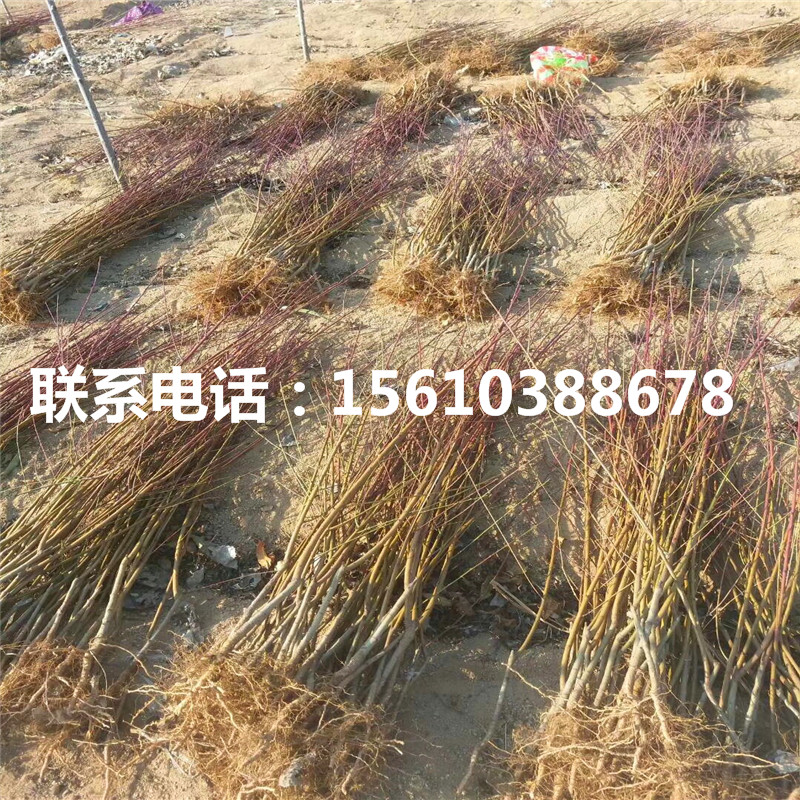 桃樹小苗那種好、桃樹小苗多少錢一棵