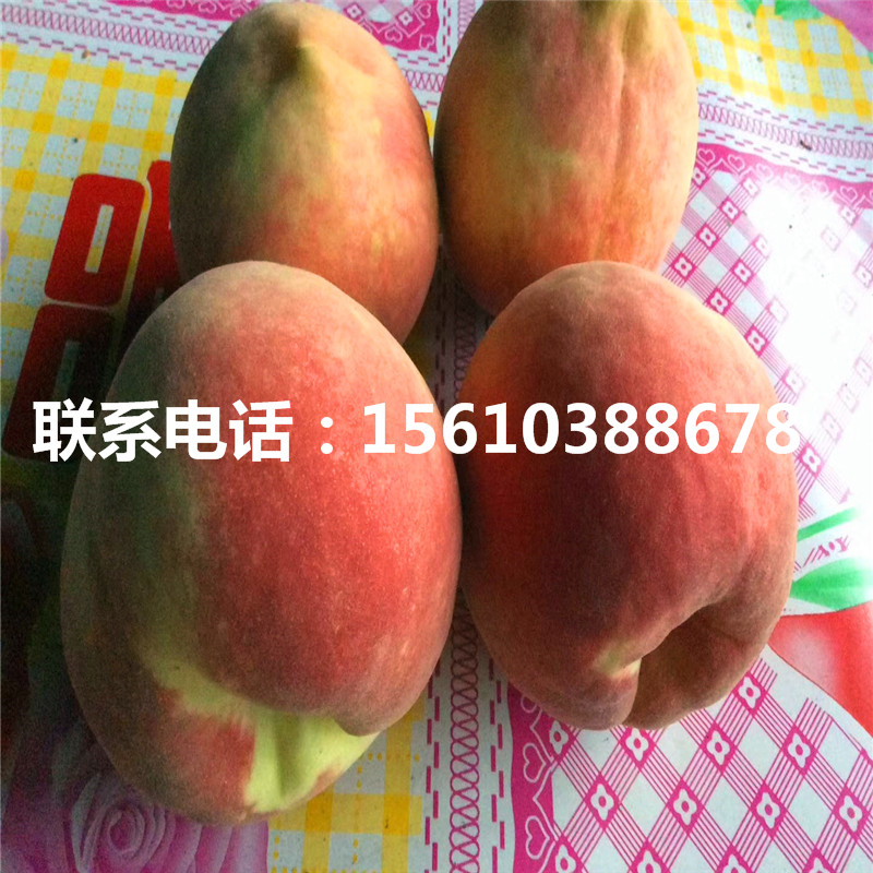 桃樹小苗價格多少、桃樹小苗價格多少