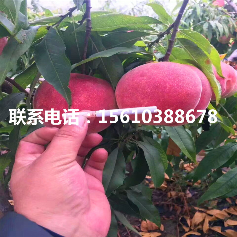 桃樹小苗產(chǎn)地在哪里、桃樹小苗哪里出售