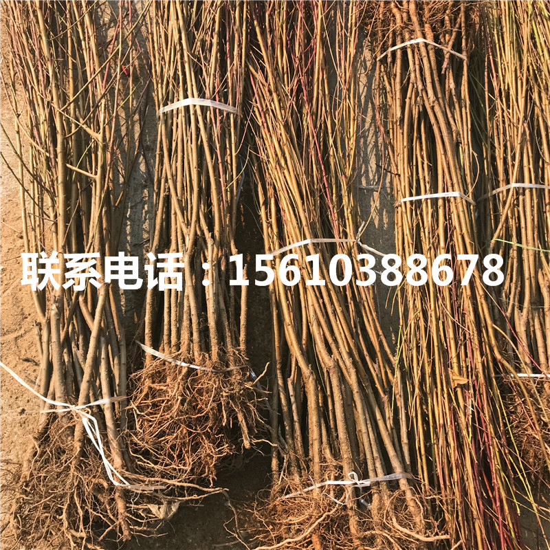 桃樹小苗出售基地、桃樹小苗哪里有賣的
