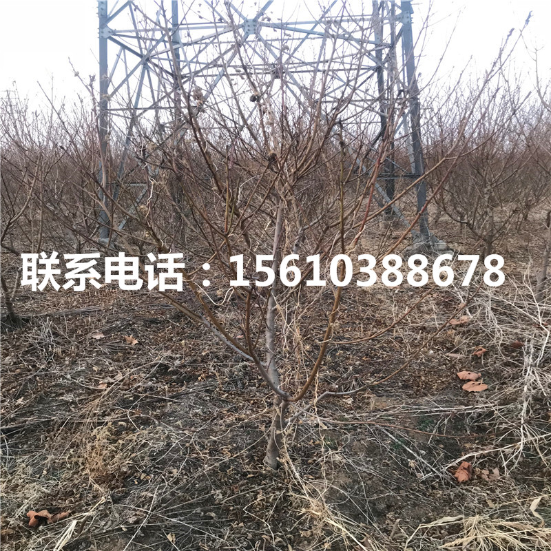 桃樹小苗出售基地、桃樹小苗批發(fā)價錢