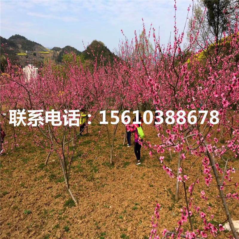 桃樹小苗包郵價格、桃樹小苗價格多少