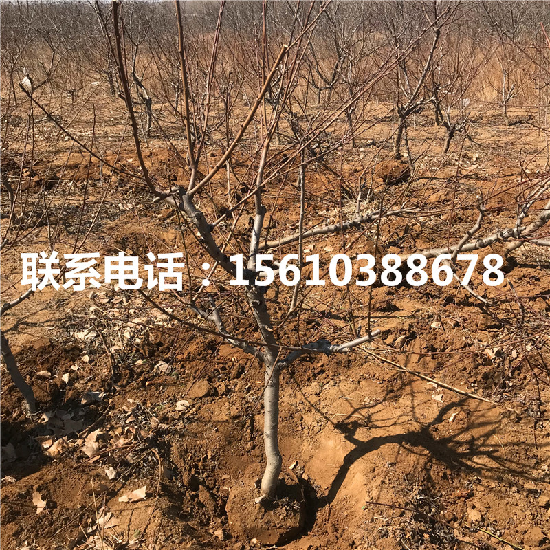桃樹小苗那家好、桃樹小苗批發(fā)什么價(jià)格