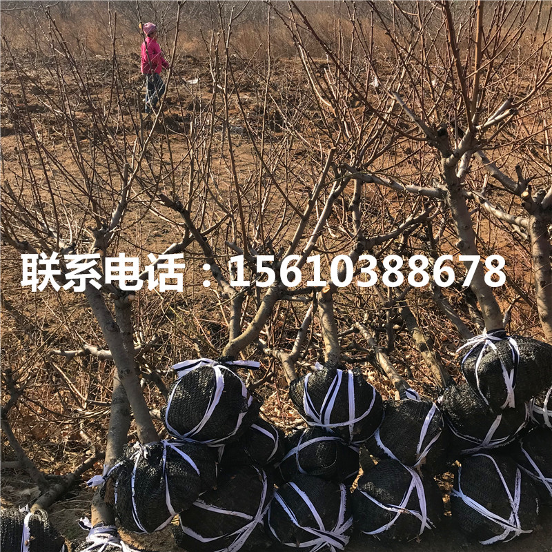 桃樹小苗那家好、桃樹小苗價格多少