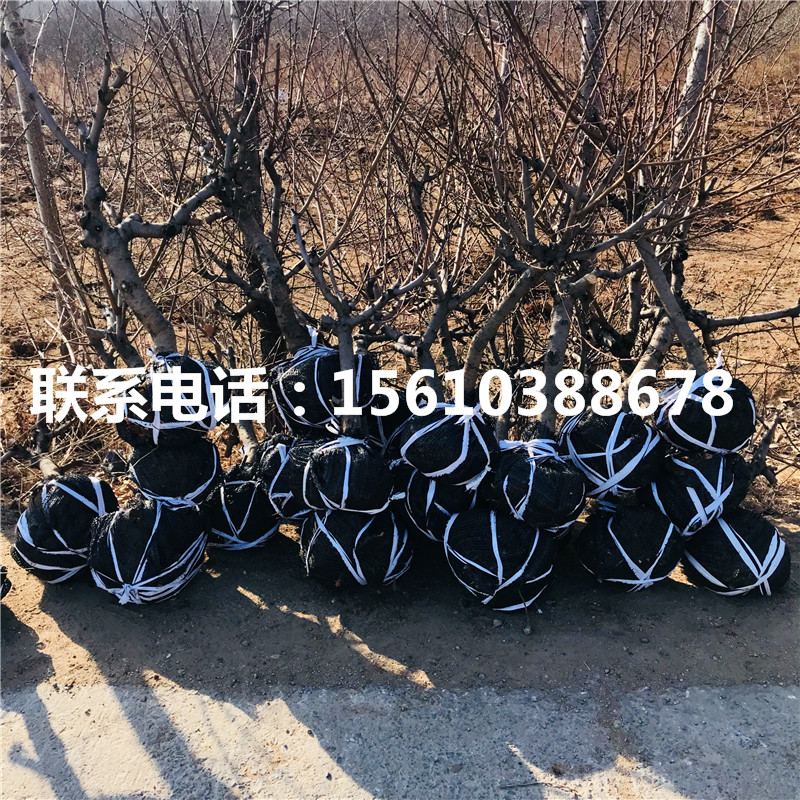 桃樹小苗產(chǎn)地在哪里、桃樹小苗哪里批發(fā)