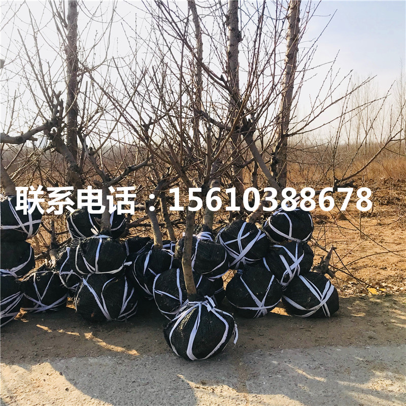 桃樹小苗多少錢一棵、桃樹小苗產(chǎn)量多少