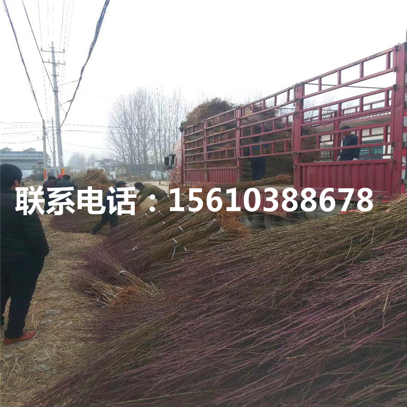 桃樹小苗新品種、桃樹小苗價格哪里便宜