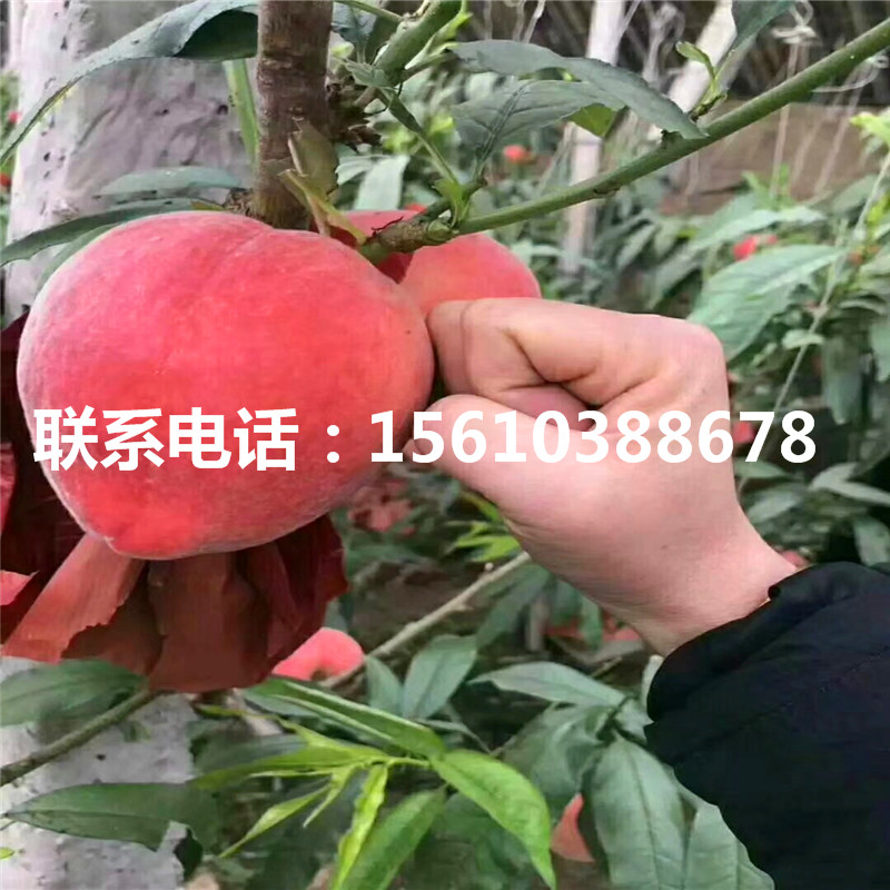山東桃樹小苗多少錢一棵