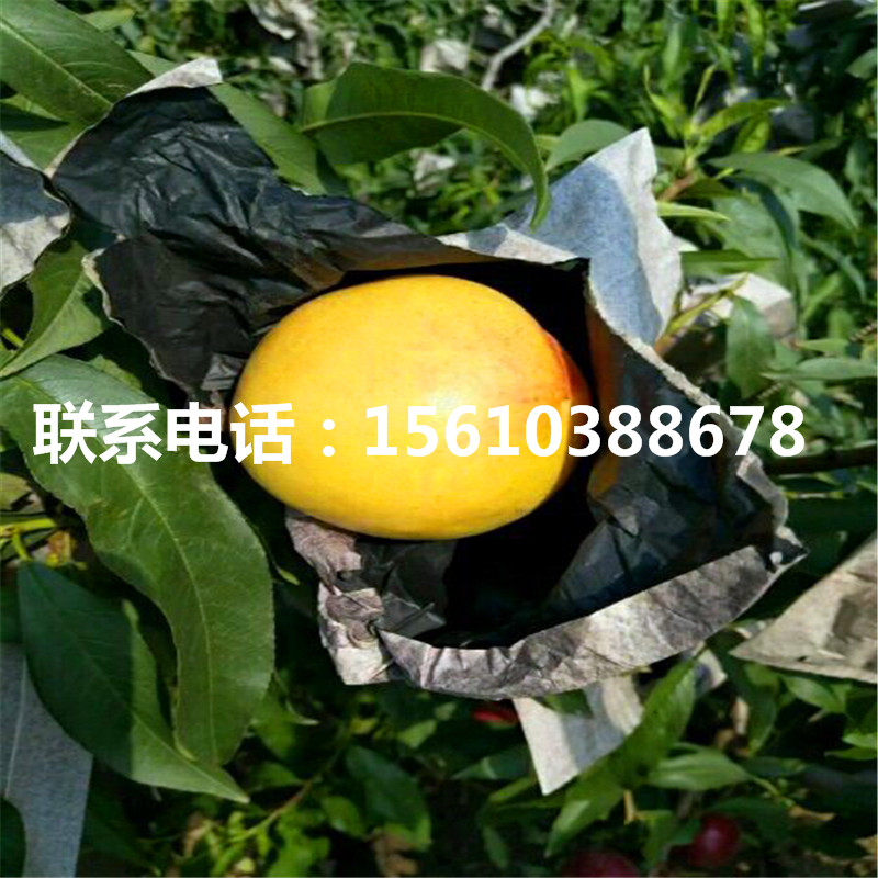 桃樹小苗一棵多少錢、桃樹小苗批發(fā)多少錢