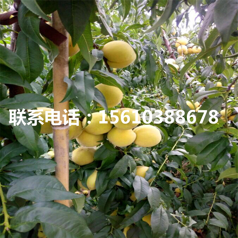 桃樹小苗多少錢一棵、桃樹小苗什么價格