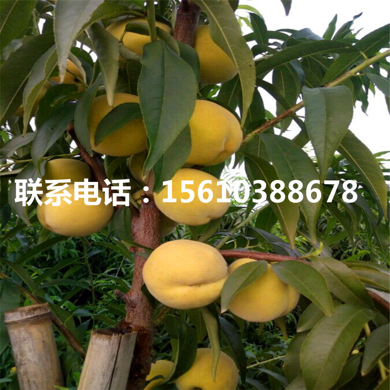 大桃树苗、大桃树苗出售供应