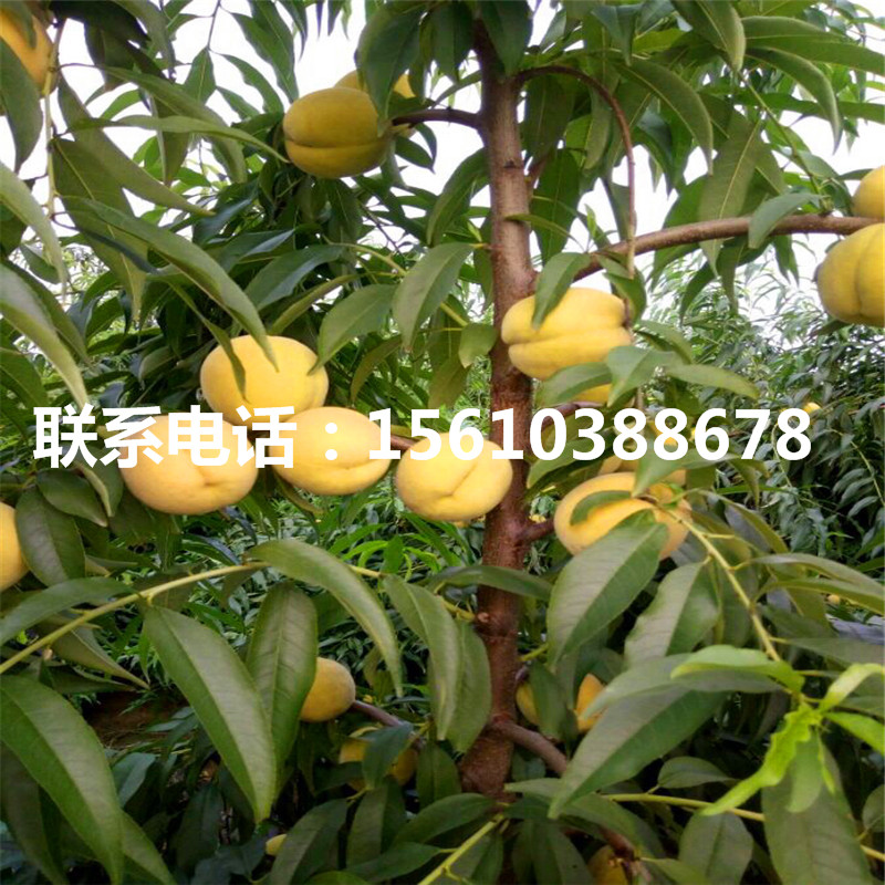 山東桃樹小苗多少錢一棵