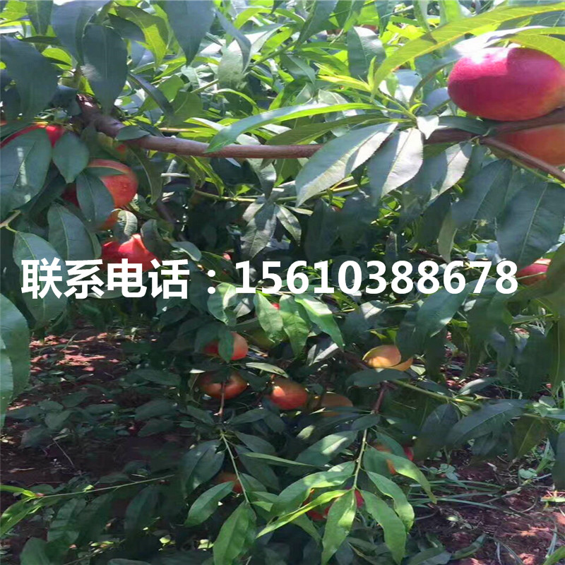 桃樹(shù)小苗種植基地、桃樹(shù)小苗一株多少錢(qián)